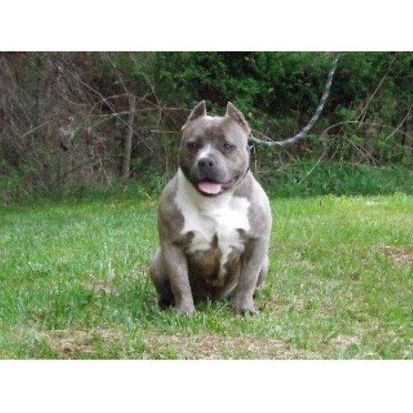 bully puppies for sale in nc bully pitbull puppies for sale in nc driverlayer search engine bully puppies for sale in nc bully pitbull puppies for sale in nc driverlayer search engine