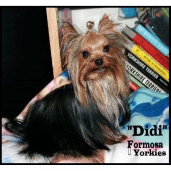 oregon yorkies formosa yorkies oregon yorkies terrier stud in eugene oregon oregon yorkies formosa yorkies oregon yorkies terrier stud in eugene oregon