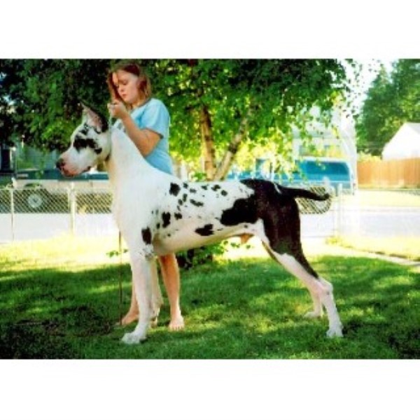 free puppies spokane wa equity great danes great dane breeder in spokane washington 99223 freedoglistings free puppies spokane wa equity great danes great dane breeder in spokane washington 99223 freedoglistings