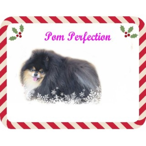 pomeranian breeder san jose lovely poms pomeranian breeder in san jose california pomeranian breeder san jose lovely poms pomeranian breeder in san jose california