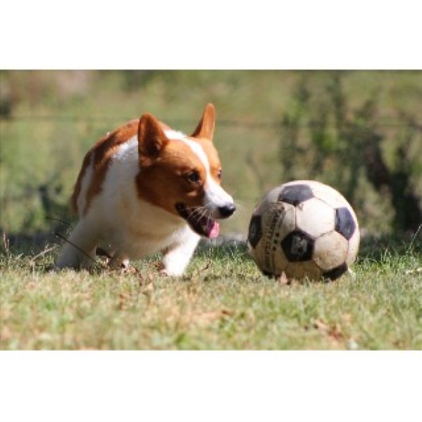 corgi puppies maryland pembroke corgi breeders in maryland freedoglistings breeds picture corgi puppies maryland pembroke corgi breeders in maryland freedoglistings breeds picture