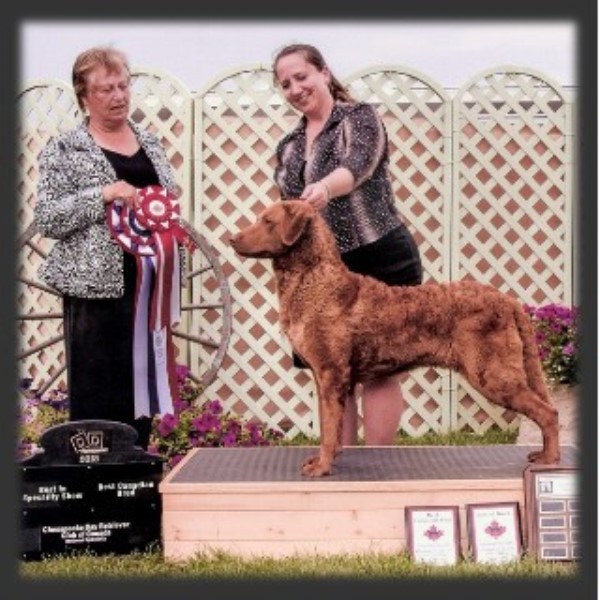 Dog Kennels North Bay Ontario Dog Kennels North Bay Ontario