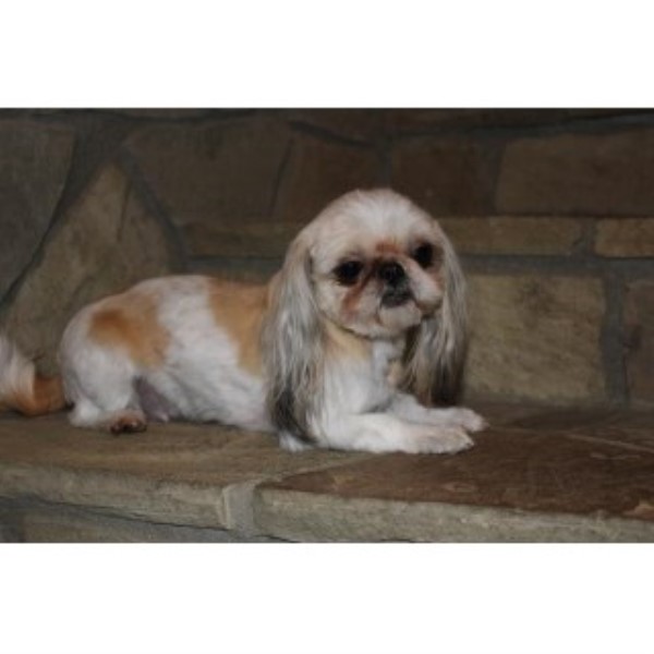 washington shih tzu breeders elegance shih tzu shih tzu breeder in ellensburg washington washington shih tzu breeders elegance shih tzu shih tzu breeder in ellensburg washington