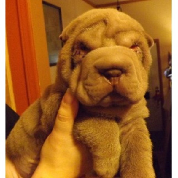 Shar Pei Dog Rescue Ohio Shar Pei Dog Rescue Ohio