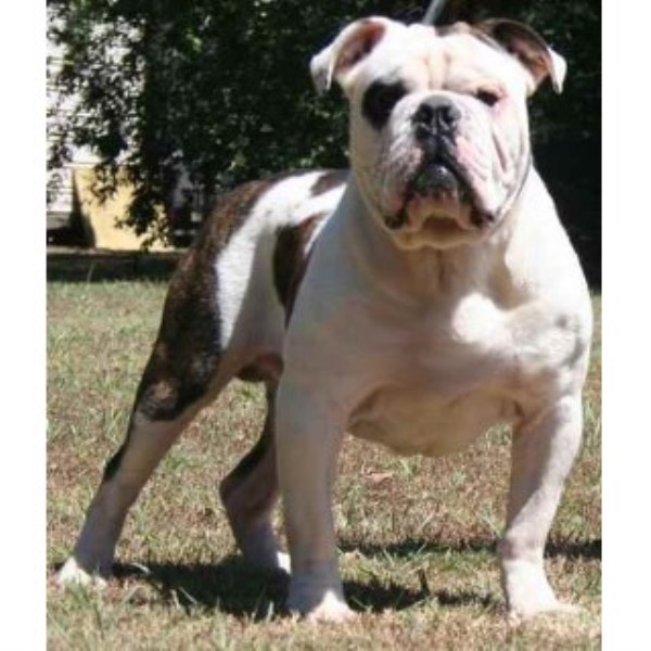 Dawson Creek Kennel, English Bulldog Breeder in Colt, Arkansas
