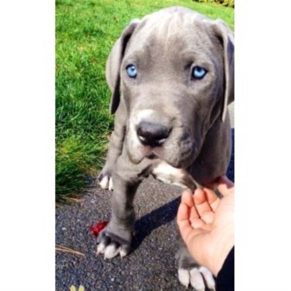 Mayflower Danes, Great Dane Stud in Plymouth, Massachusetts