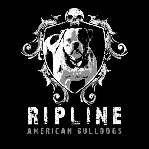 American Bulldog Breeder 26603
