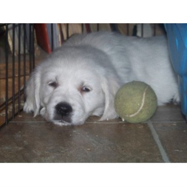 new hshire golden retriever breeders ciarfella s labs goldens golden retriever breeder in center ossipee new hshire new hshire golden retriever breeders ciarfella s labs goldens golden retriever breeder in center ossipee new hshire