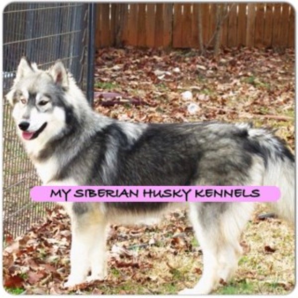 My Siberian Husky Kennels..