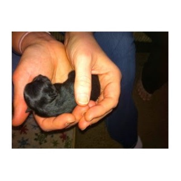 free puppies lansing mi pomeranian breeders in michigan freedoglistings free puppies lansing mi pomeranian breeders in michigan freedoglistings
