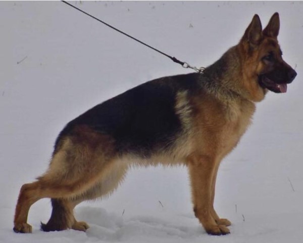 German Shepherd Dog Breeder 15038