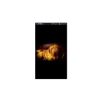 yorkie puppies for sale in salisbury md dogue de bordeaux mastiff studs in carolina freedoglistings yorkie puppies for sale in salisbury md dogue de bordeaux mastiff studs in carolina freedoglistings