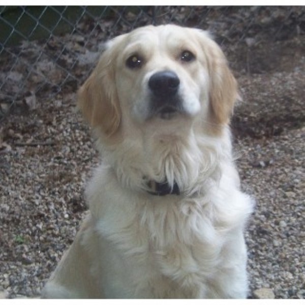 golden retriever puppies nh ciarfella s labs goldens golden retriever stud in center ossipee new hshire golden retriever puppies nh ciarfella s labs goldens golden retriever stud in center ossipee new hshire
