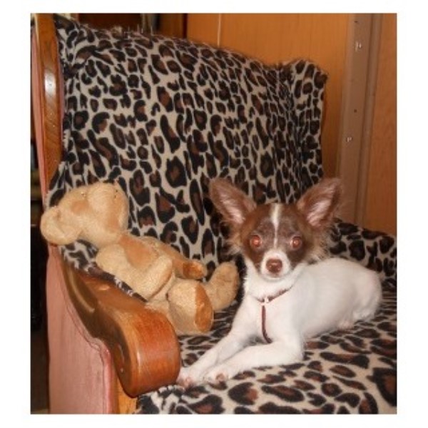 Chihuahua Breeders in Washington | FreeDogListings Chihuahua Breeders in Washington | FreeDogListings