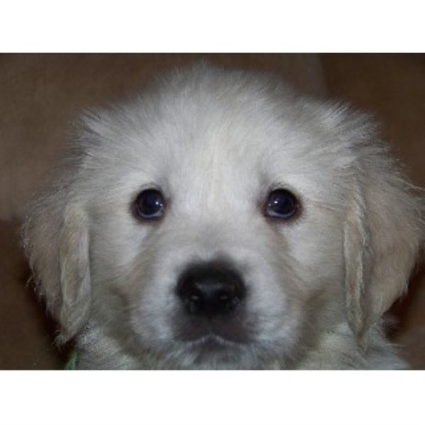 golden retriever rescue new hshire ciarfella s labs goldens golden retriever stud in center ossipee new hshire golden retriever rescue new hshire ciarfella s labs goldens golden retriever stud in center ossipee new hshire