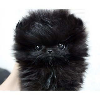 pomeranian puppies for sale in tucson pomeranian breeders in arizona freedoglistings pomeranian puppies for sale in tucson pomeranian breeders in arizona freedoglistings