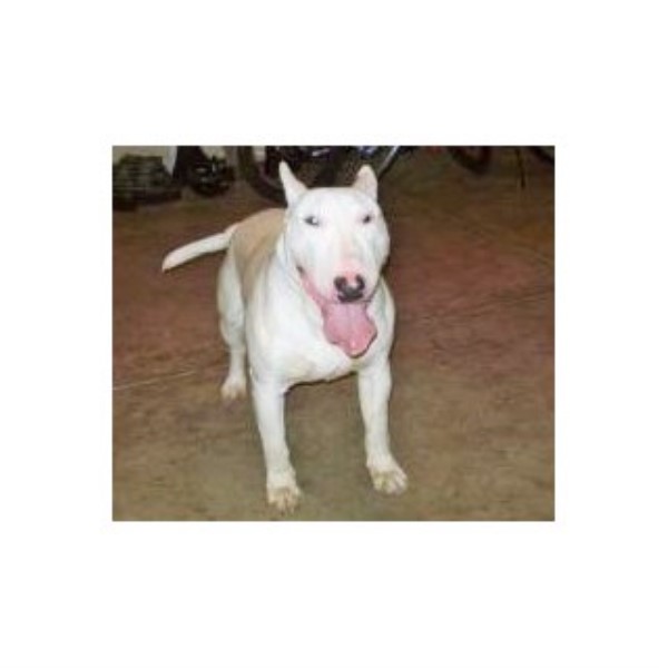 Bull Terrier Breeder 22456