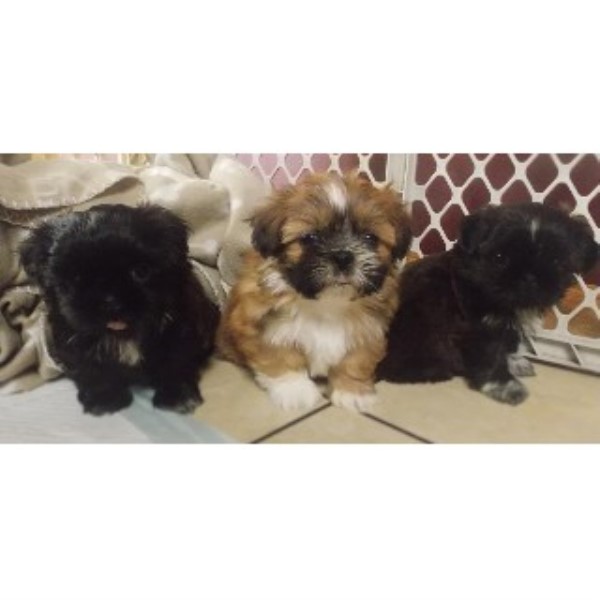 shih tzu breeders illinois shih tzu breeders in illinois freedoglistings shih tzu breeders illinois shih tzu breeders in illinois freedoglistings