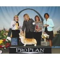 pembroke freedoglistings
