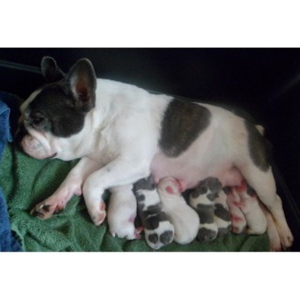 free puppies knoxville tn bestfrenchbulldogpuppies bulldog breeder in knoxville tennessee listing id free puppies knoxville tn bestfrenchbulldogpuppies bulldog breeder in knoxville tennessee listing id