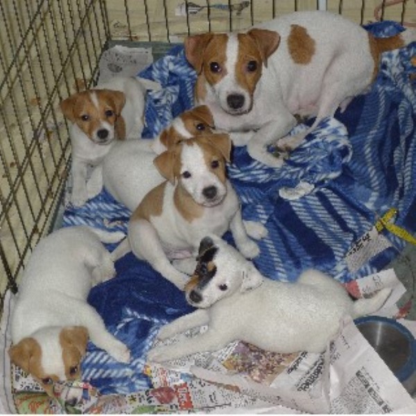 Rustling Oaks Jack Russells, Jack Russell Terrier Breeder in Melbourne