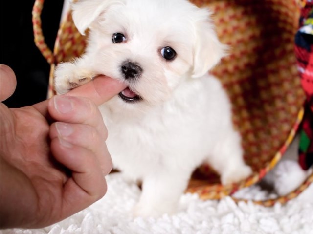 Tcup Maltese Puppies Home