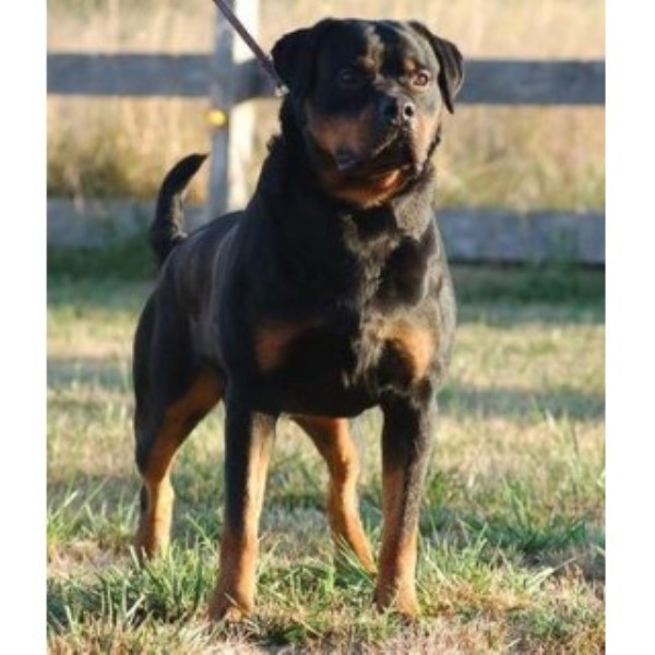 how do you a rottweiler how do you if you are working with a breeder breeds picture how do you a rottweiler how do you if you are working with a breeder breeds picture