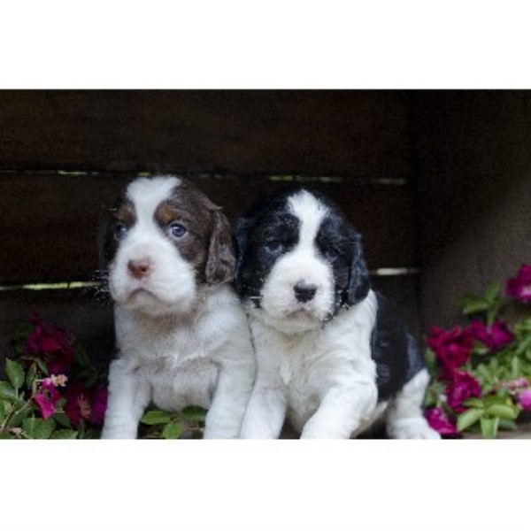 Toy Dog Rescue South West Toy Dog Rescue South West