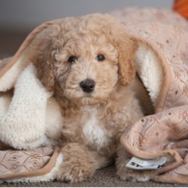 free puppies in arkansas labradoodle breeders in arkansas freedoglistings free puppies in arkansas labradoodle breeders in arkansas freedoglistings
