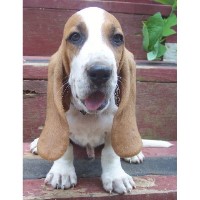 basset hound puppies alabama basset hound breeders in freedoglistings basset hound puppies alabama basset hound breeders in freedoglistings