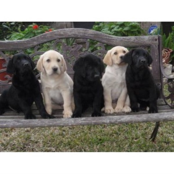 free puppies in louisiana labrador retriever lab breeders in louisiana freedoglistings free puppies in louisiana labrador retriever lab breeders in louisiana freedoglistings