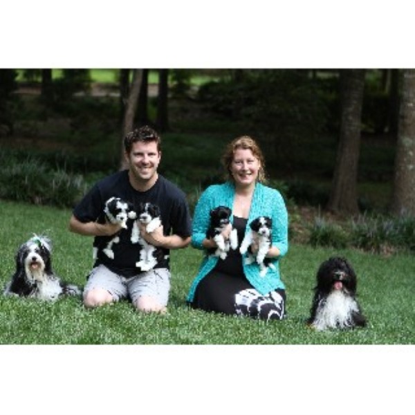 havanese breeders dallas havanese breeders and kennels breeds picture havanese breeders dallas havanese breeders and kennels breeds picture
