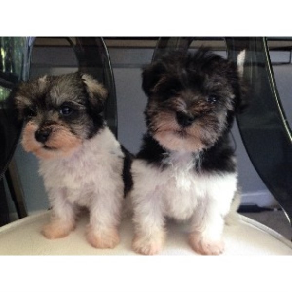 yorkie rescue kentucky yorkie rescue louisville ky breeds picture yorkie rescue kentucky yorkie rescue louisville ky breeds picture