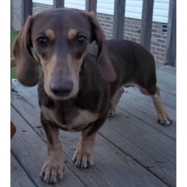 dachshund puppies for sale in ky dachshund doxie breeders in kentucky freedoglistings dachshund puppies for sale in ky dachshund doxie breeders in kentucky freedoglistings