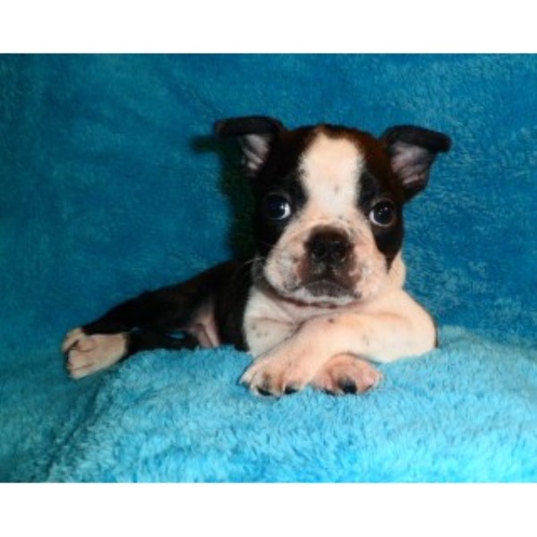 free puppies knoxville tn bestbostonterrierpuppies boston terrier breeder in knoxville tennessee free puppies knoxville tn bestbostonterrierpuppies boston terrier breeder in knoxville tennessee