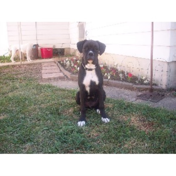 pomeranian puppies for sale in flint michigan black boxer stud boxer stud in flint michigan pomeranian puppies for sale in flint michigan black boxer stud boxer stud in flint michigan