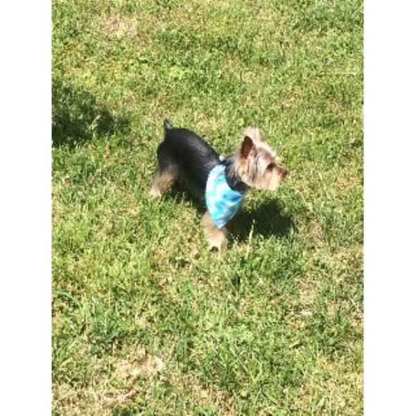 yorkie rescue knoxville tn keith mccroskey terrier stud in knoxville tennessee yorkie rescue knoxville tn keith mccroskey terrier stud in knoxville tennessee