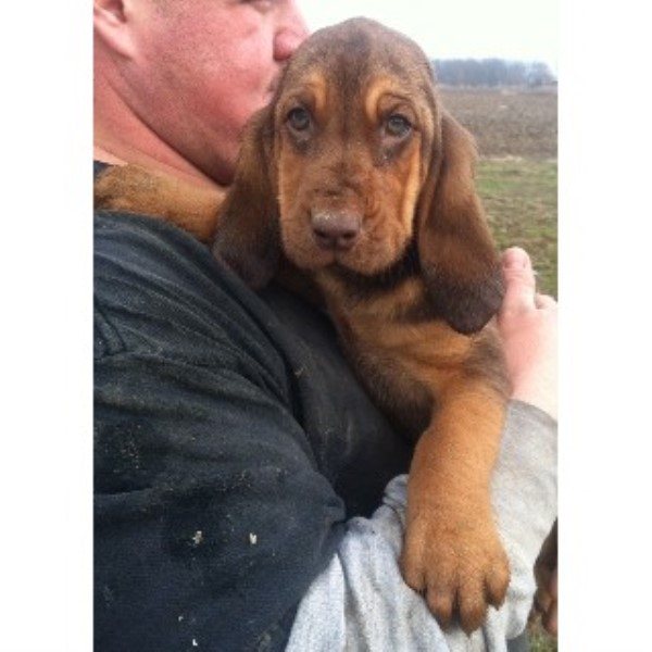 bloodhound puppies ohio wrinklypaws bloodhound breeder in findlay ohio listing id 21795 bloodhound puppies ohio wrinklypaws bloodhound breeder in findlay ohio listing id 21795
