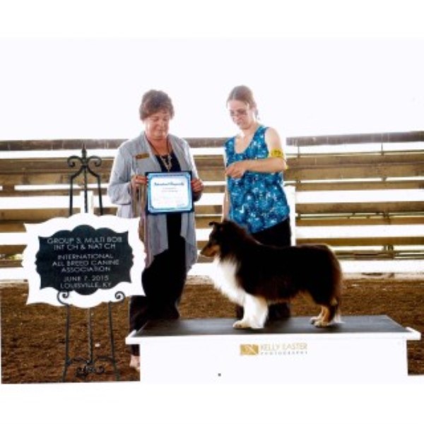 rottweiler puppies for sale in charleston wv ashlaur shelties shetland sheepdog stud in charleston west virginia rottweiler puppies for sale in charleston wv ashlaur shelties shetland sheepdog stud in charleston west virginia