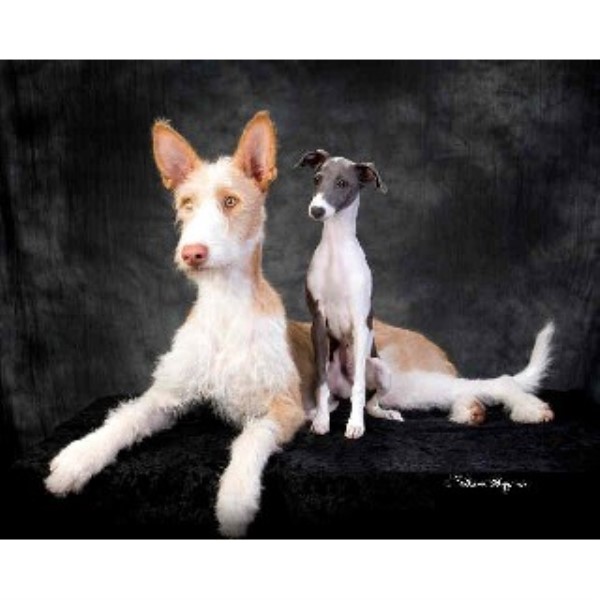 ibizan hound puppies for sale ibizan hound breeders in washington freedoglistings ibizan hound puppies for sale ibizan hound breeders in washington freedoglistings