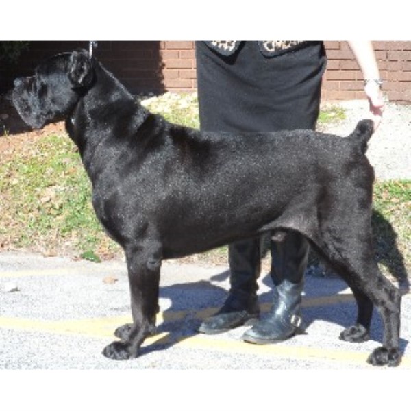 free puppies columbus ohio bravado corso corso stud in columbus ohio listing id 21453 free puppies columbus ohio bravado corso corso stud in columbus ohio listing id 21453