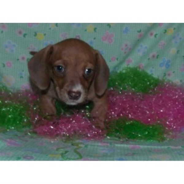 dachshund puppies okc jennifers dachshunds dachshund breeder in mead oklahoma listing id 21276 dachshund puppies okc jennifers dachshunds dachshund breeder in mead oklahoma listing id 21276