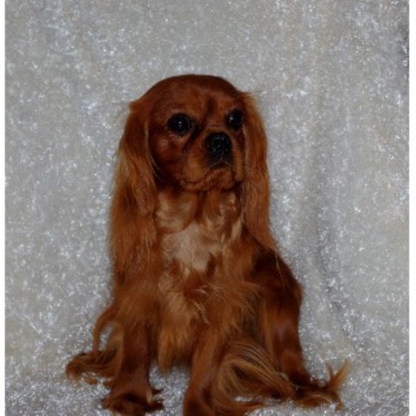 Place's Cavaliers, Cavalier King Charles Spaniel Breeder in Orland, Indiana