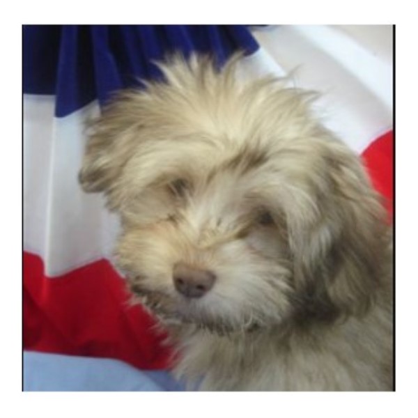 havanese breeders tennessee havanese breeders in tennessee freedoglistings havanese breeders tennessee havanese breeders in tennessee freedoglistings