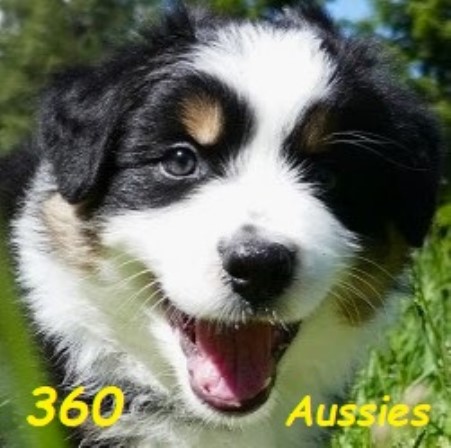 360 AUSSIES - Australian Shepherd Puppies - AKC / ASCA