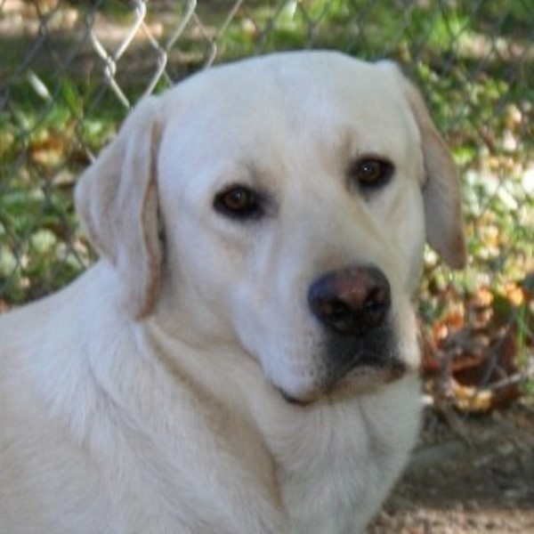 lab puppies ma brookwood labradors labrador retriever breeder in westport massachusetts lab puppies ma brookwood labradors labrador retriever breeder in westport massachusetts