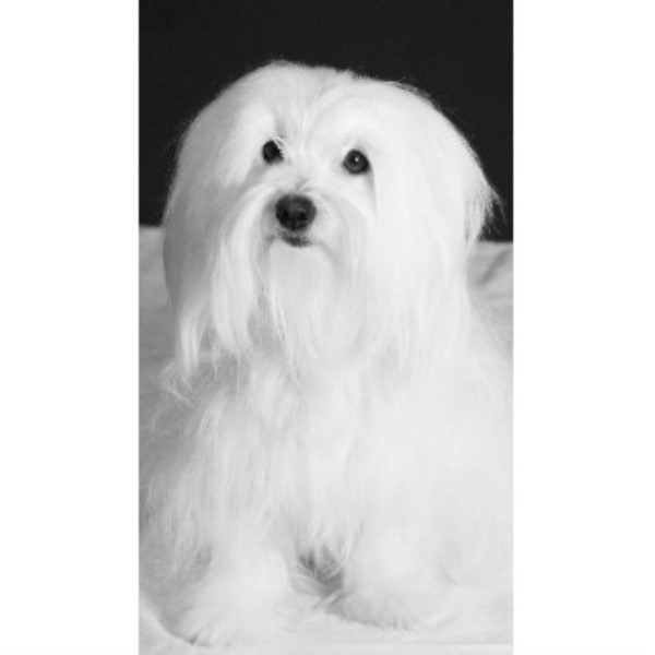 united yorkie rescue san antonio alamo city coton de tulear coton de tulear breeder in san antonio united yorkie rescue san antonio alamo city coton de tulear coton de tulear breeder in san antonio