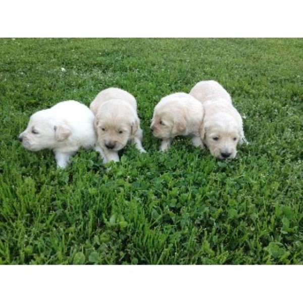 golden retriever breeders in ga cole s goldens golden retriever breeder in cartersville golden retriever breeders in ga cole s goldens golden retriever breeder in cartersville