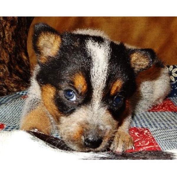 rottweiler puppies for sale in oahu hawaii pitbull puppies for free in houston tx breeds picture rottweiler puppies for sale in oahu hawaii pitbull puppies for free in houston tx breeds picture