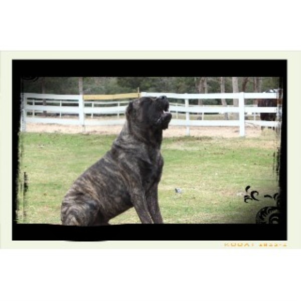 Gold Star Mastiff Guard Dogs, Mastiff Breeder in Houston, Texas ...